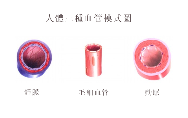 世上最長(cháng)的「管道」，竟然長(cháng)在每个人的身上！